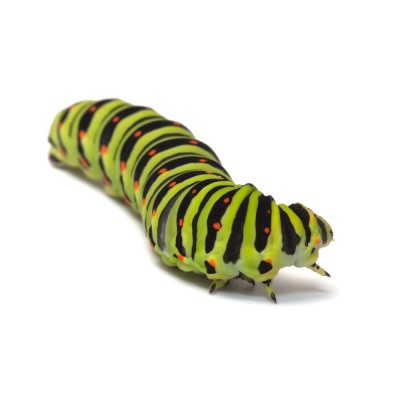 caterpillar