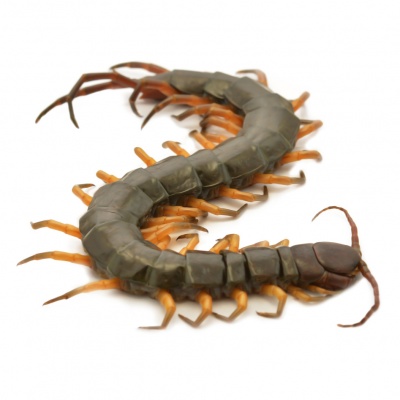 centipede