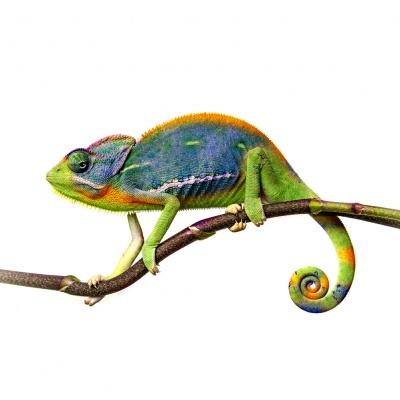 chameleon