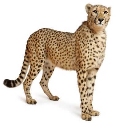 cheetah